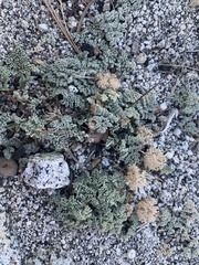 Oreonana purpurascens