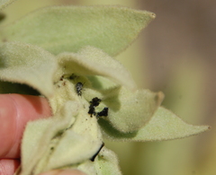 Rhinusa tetra