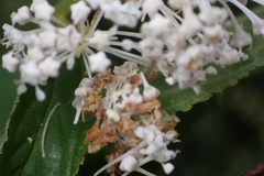 Synchlora aerata
