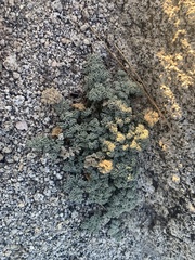 Oreonana purpurascens