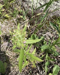 Dracocephalum parviflorum
