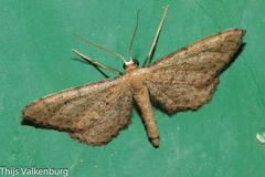 Idaea infirmaria