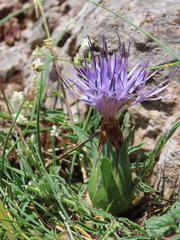 Carthamus mitissimus