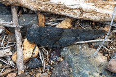 Sphingonotus fuerteventurae