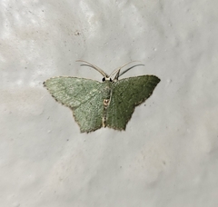 Chloropteryx nordicaria