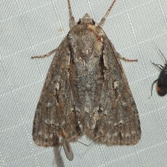 Acronicta hasta
