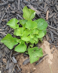 Viola