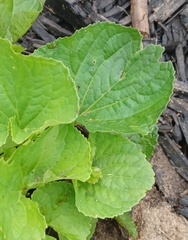 Viola
