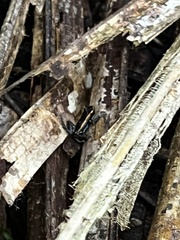Phyllobates lugubris