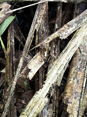 Phyllobates lugubris