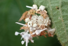 Synchlora aerata