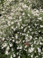 Salix integra albovariegata