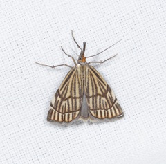 Chrysocramboides craterella