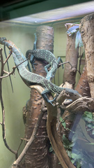 Varanus macraei