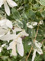 Salix integra albovariegata