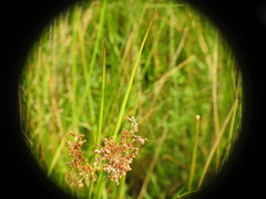 Juncus effusus subsp. solutus image