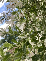 Salix integra albovariegata