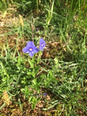 Veronica fruticans