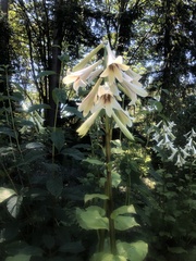 Cardiocrinum
