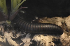 Archispirostreptus gigas