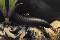 Archispirostreptus gigas