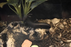 Archispirostreptus gigas