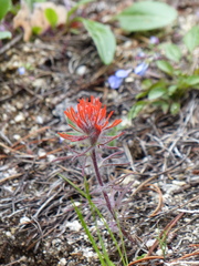 Castilleja scabrida