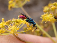 Chrysis comparata