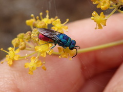 Chrysis comparata