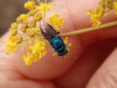 Chrysis comparata