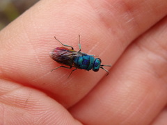 Chrysis comparata