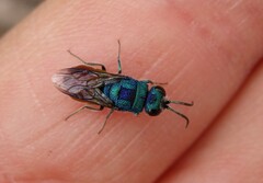 Chrysis comparata