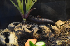 Archispirostreptus gigas