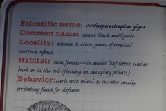 Archispirostreptus gigas