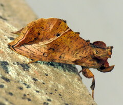 Pseudeva purpurigera