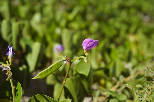 Canavalia rosea iNat (3)
