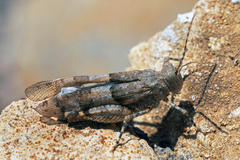 Sphingonotus fuerteventurae