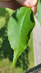 Fraxinus pennsylvanica