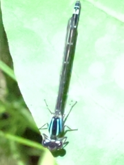 Enallagma divagans