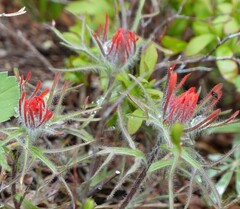 Castilleja scabrida
