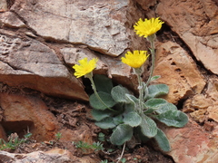 Hieracium mixtum