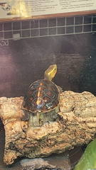 Cuora flavomarginata