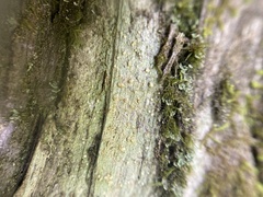 Pertusaria mccroryae