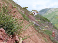 Silene ciliata