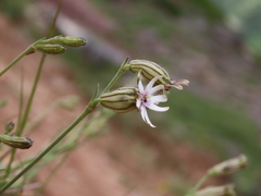 Silene ciliata
