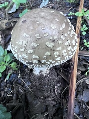 Amanita franchetii