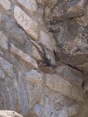 Laudakia stellio daani