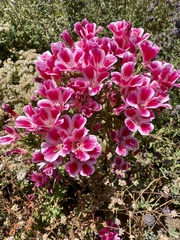 Clarkia amoena amoena