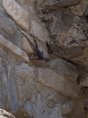 Laudakia stellio daani