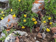 Oreoxis alpina